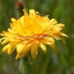 Wildflower