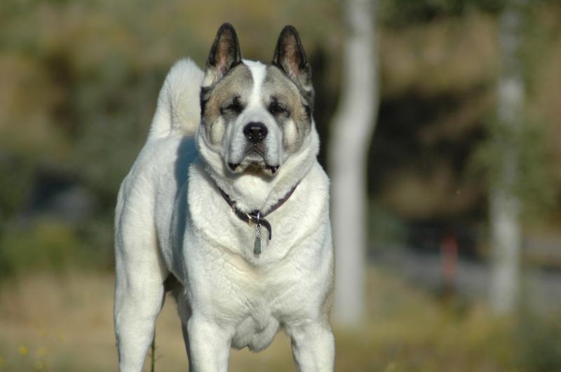 R.I.P. Sumo (1998-2009)